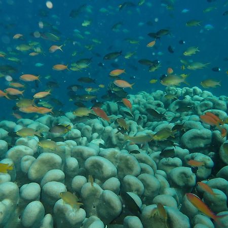 The High Dive Gili Gede By Ultimate Resorts エクステリア 写真