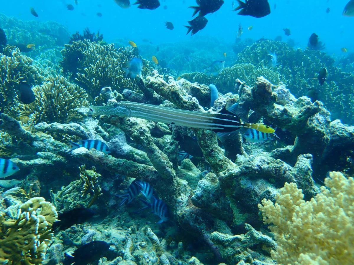 The High Dive Gili Gede By Ultimate Resorts エクステリア 写真