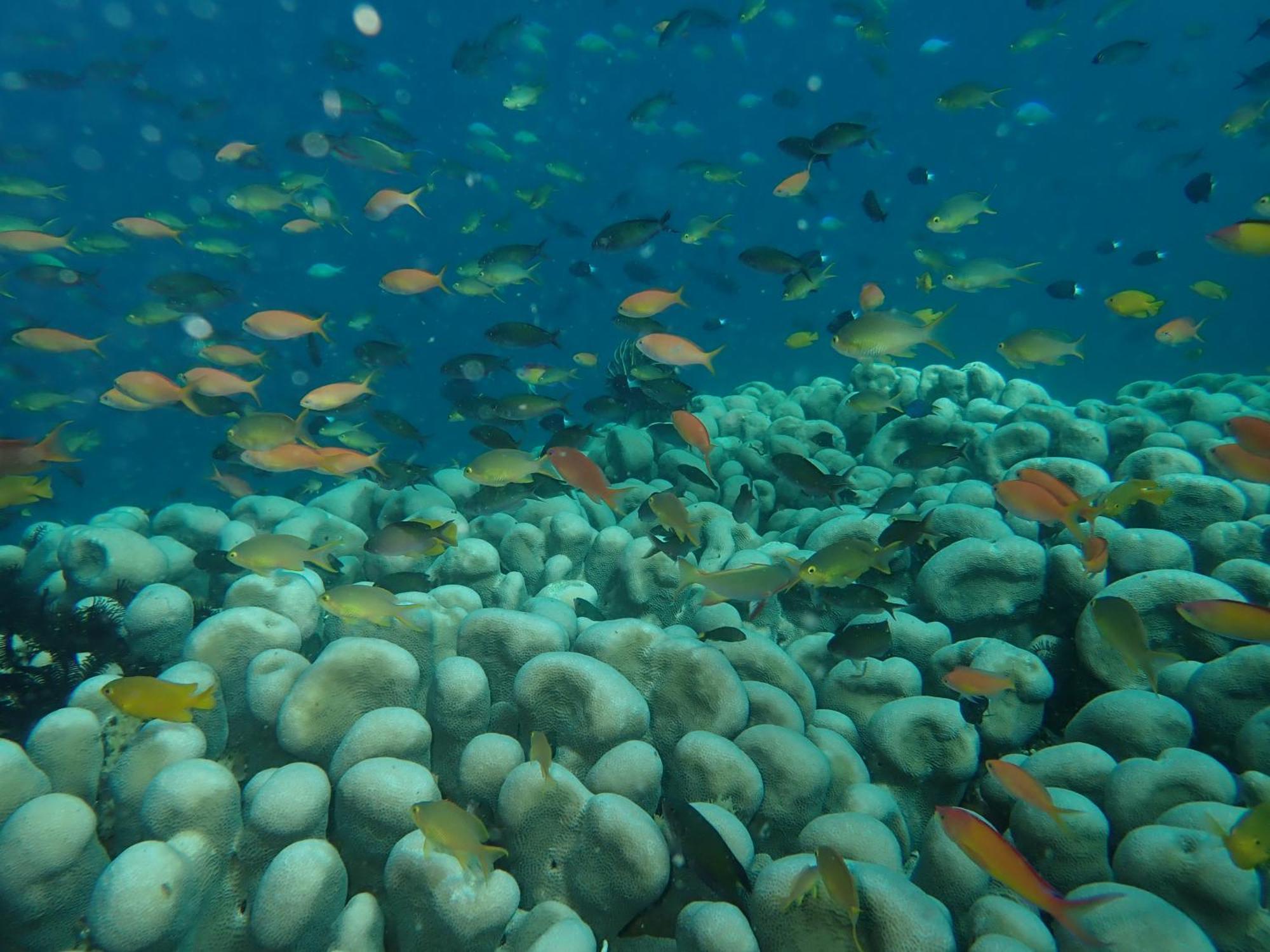 The High Dive Gili Gede By Ultimate Resorts エクステリア 写真
