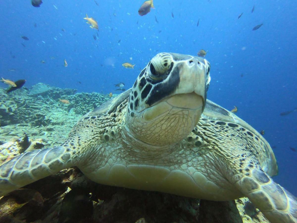 The High Dive Gili Gede By Ultimate Resorts エクステリア 写真